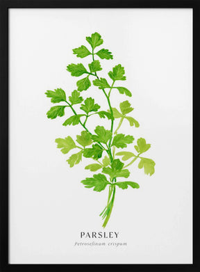 Parsley I Poster