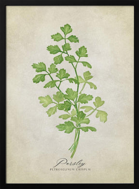 Parsley vintage Poster