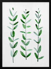 Watercolor eucalyptus parvifolia Poster