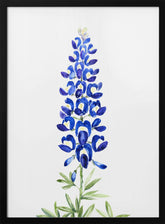 Watercolor Texas bluebonnet Poster