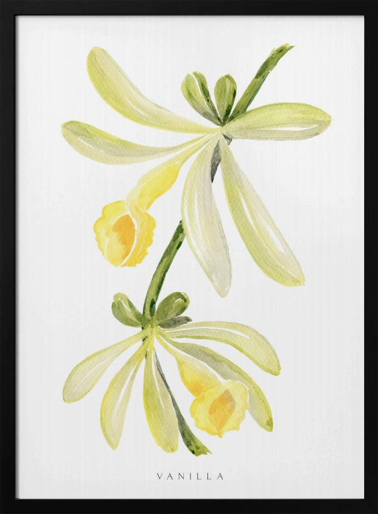 Watercolor vanilla orchid Poster