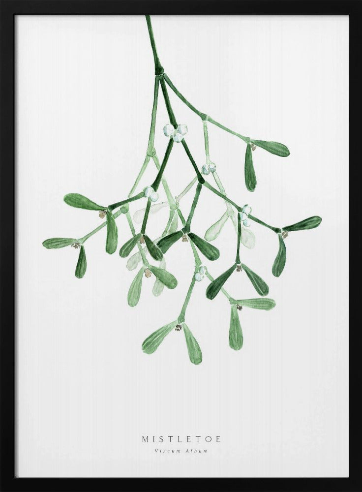 Watercolor mistletoe Poster