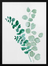 Two eucalyptus branches Poster