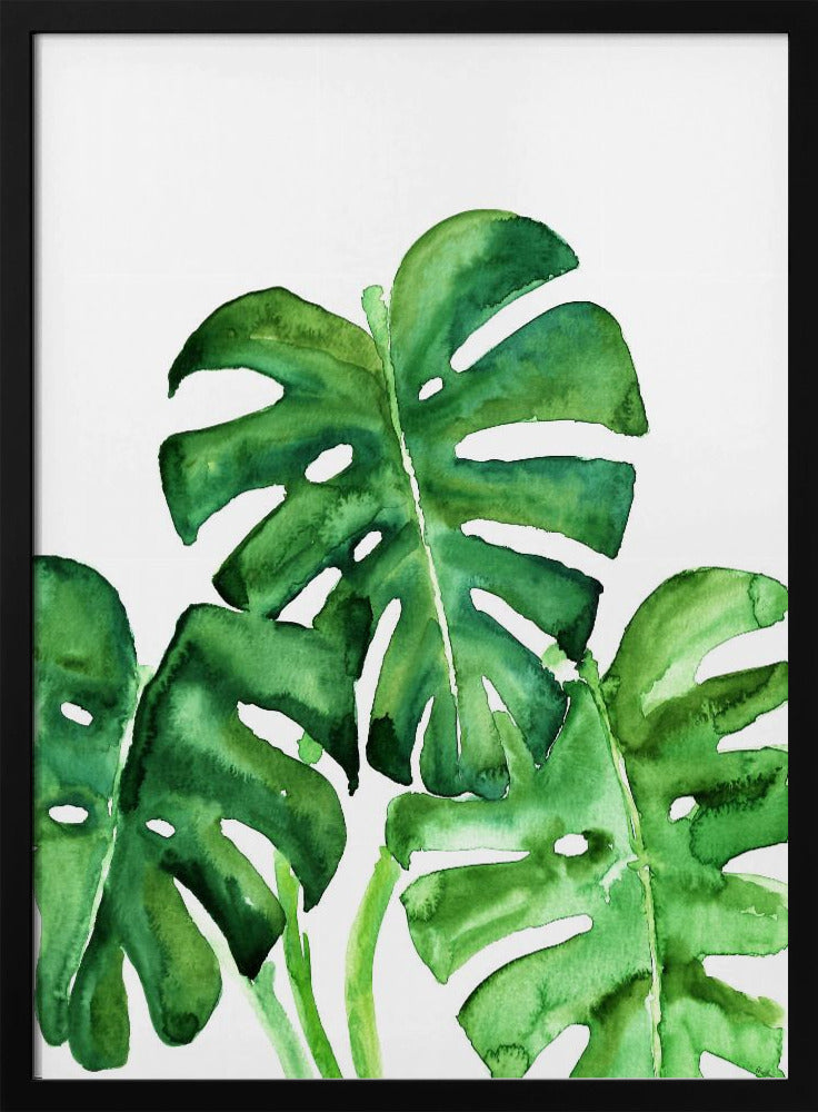 Monstera leaves in loose watercolor Poster