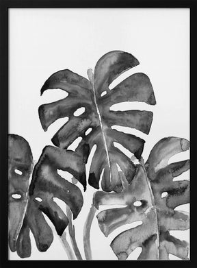 Monstera Leaves In Loose Watercolor Black and White Poster