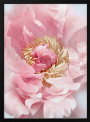 Blush peony I Poster