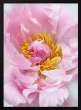 Pink peony I Poster