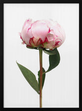 Pink peony II Poster