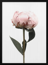 Blush peony II Poster