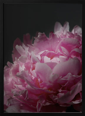 Moody pink peony I Poster