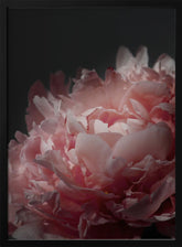 Moody blush peony I Poster