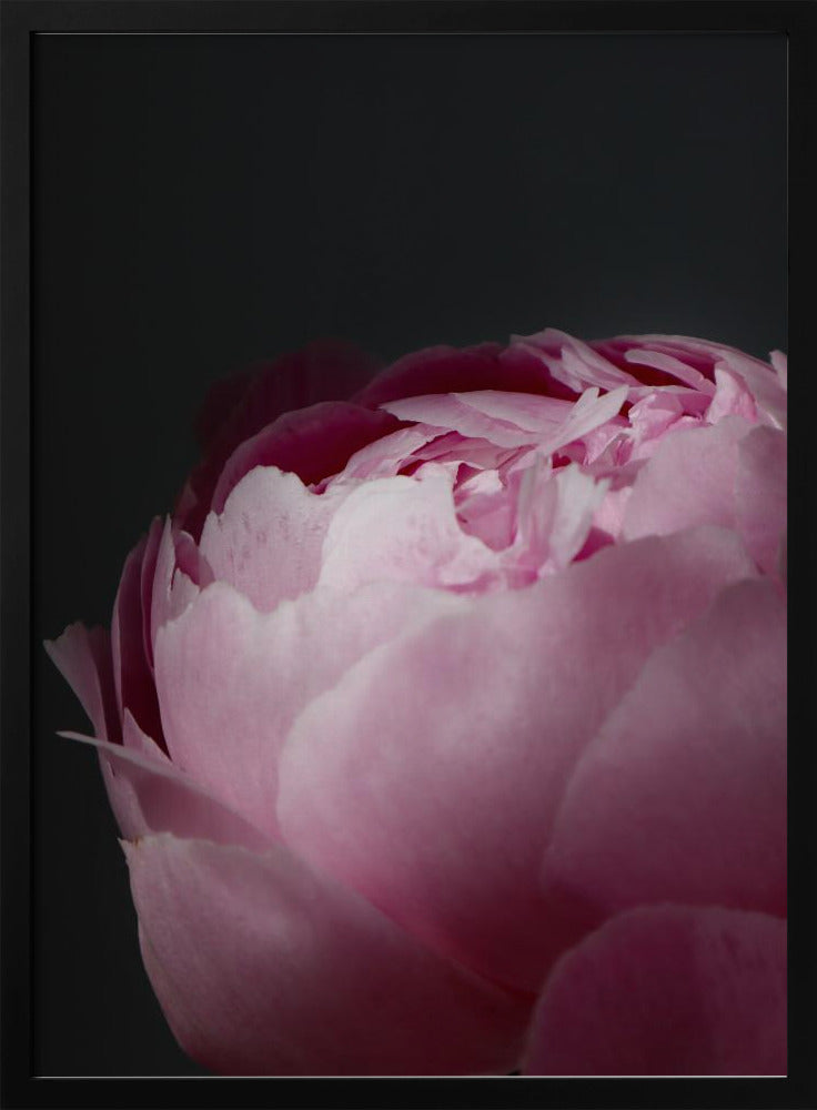 Moody pink peony II Poster