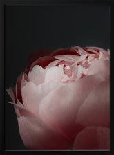 Moody blush peony II Poster