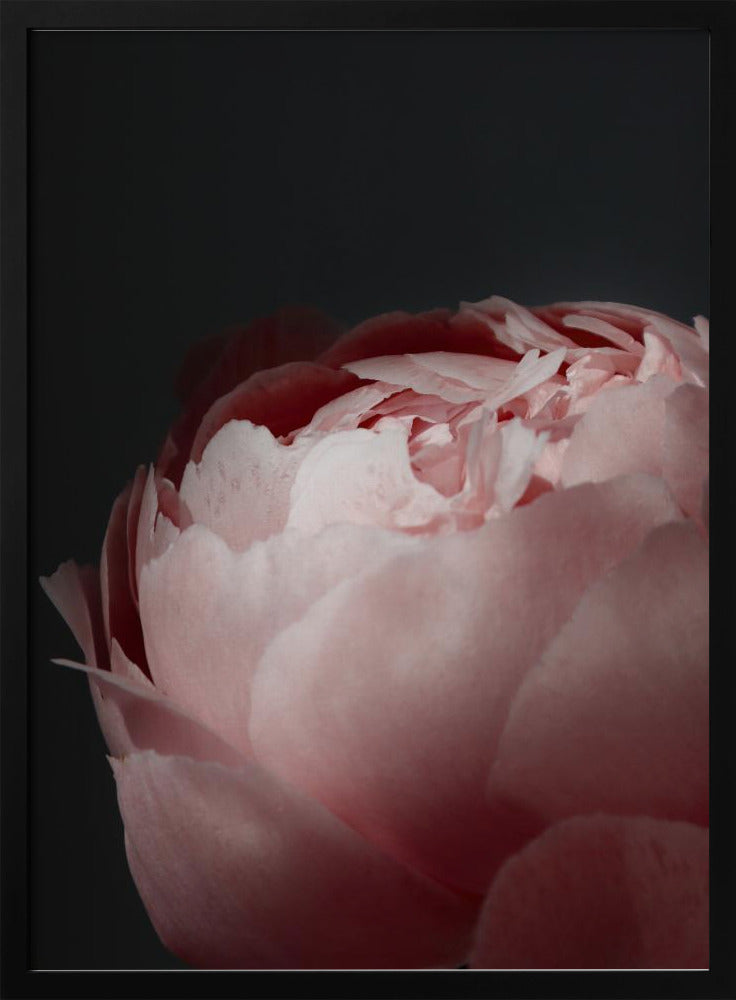 Moody blush peony II Poster