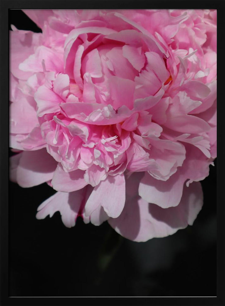 Pink peony V Poster