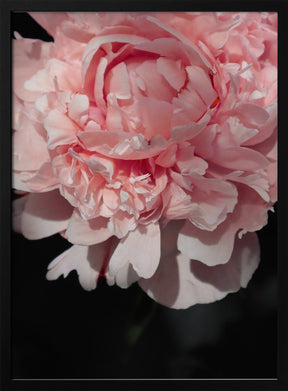 Blush peony V Poster