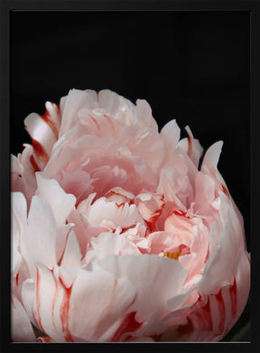 Blush peony VIII Poster