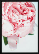 Blush peony VII Poster