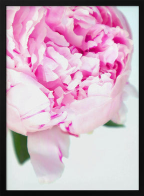 Pink peony VII Poster