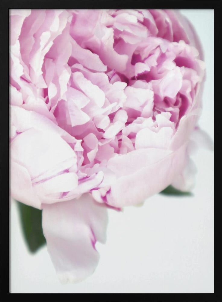 Subdued peony VII Poster