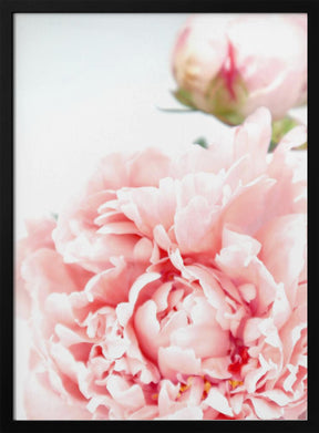 Blush peony IX Poster