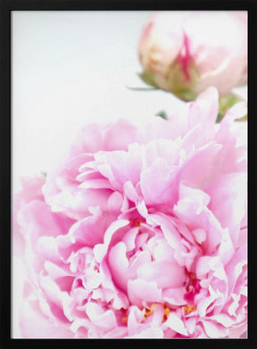 Pink peony IX Poster