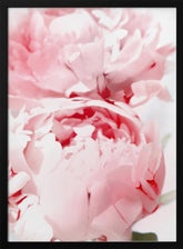 Bllush peony X Poster