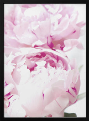 Subdued peony X Poster