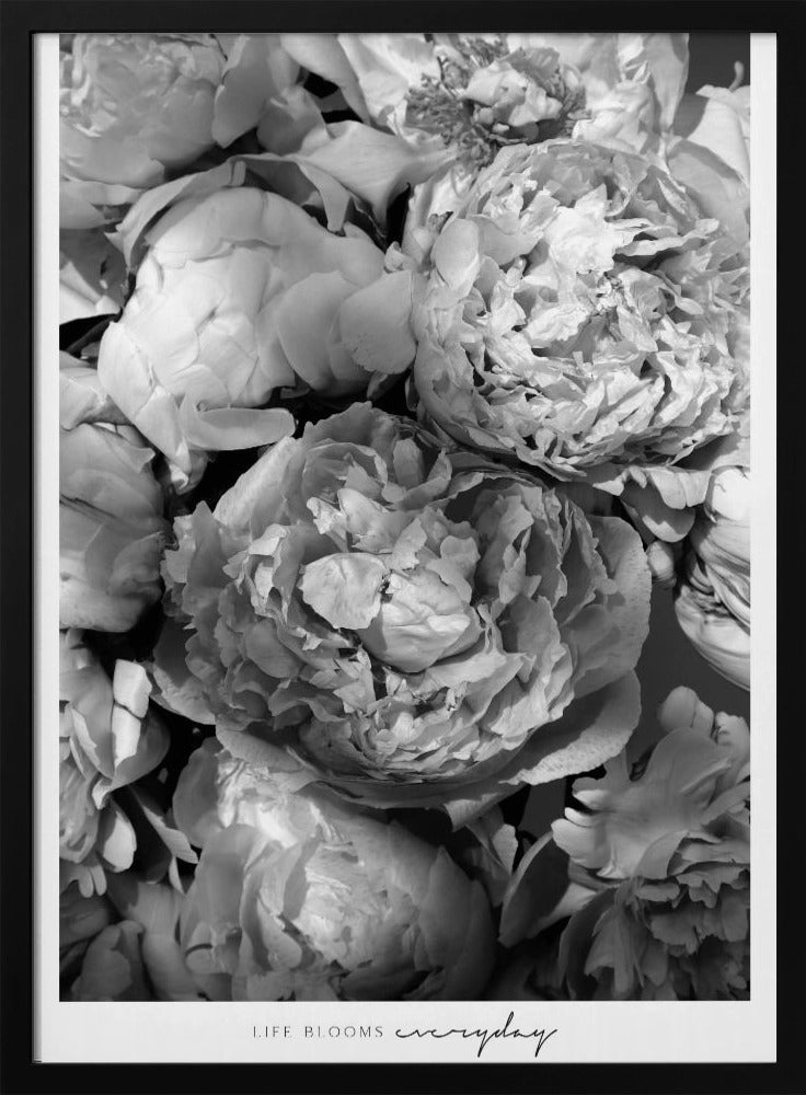 Life blooms everyday peonies bw Poster