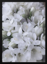 Distressed freesias IV Poster