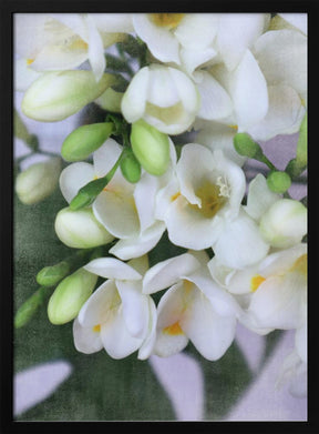 Distressed freesias I Poster