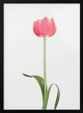 Pink tulip Poster