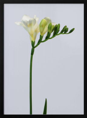 White freesia Poster