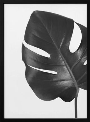 Gray monstera leaf Poster