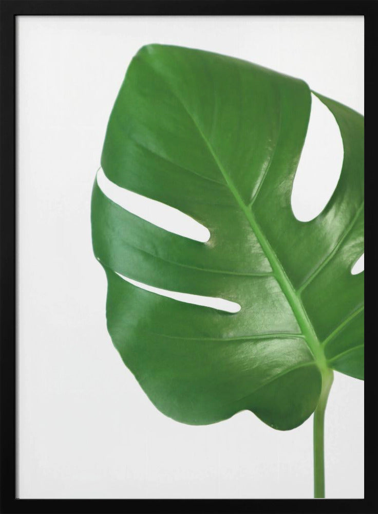 Bright green monstera leaf Poster