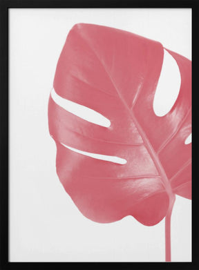 Pink monstera leaf Poster