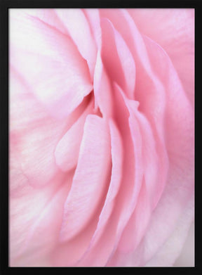 Soft pink petals Poster