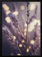 Lavender Detail Poster