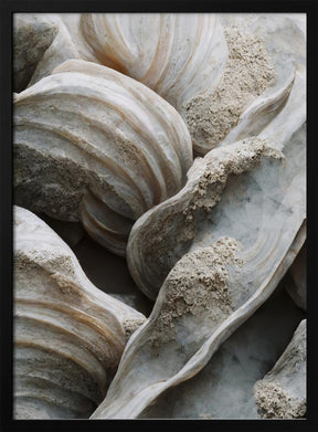 Sea Shells Detail No 1 Poster