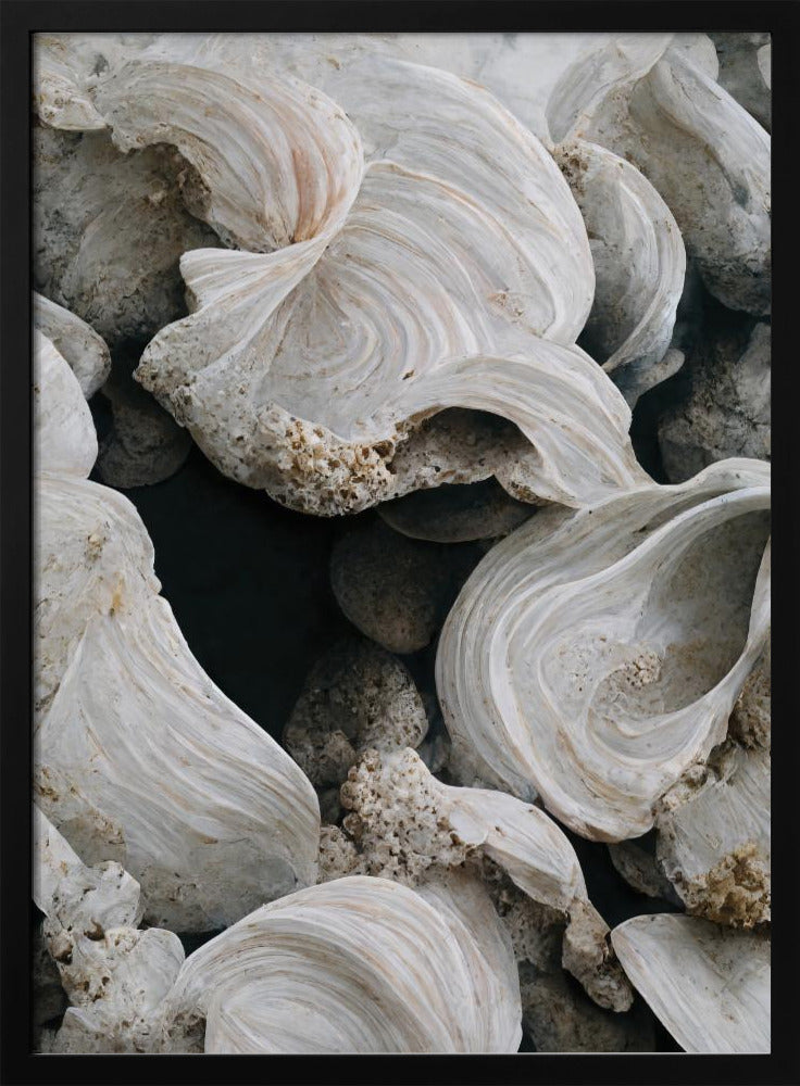 Sea Shells Detail No 2 Poster