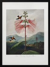 Large–Flowering Sensitive Plant from The Temple of Flora (1807) Poster