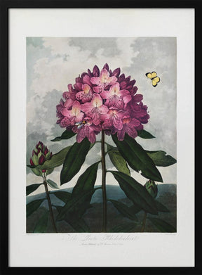 The Pontic Rhododendron from The Temple of Flora (1807) Poster