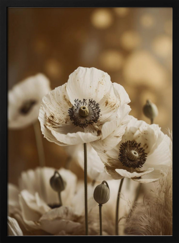 White Poppy Poster