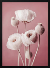 White Poppy On Pink Background Poster