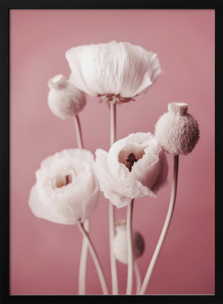 White Poppy On Pink Background Poster