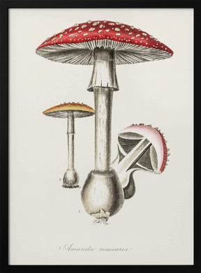 Amanita Muscaria Illustration. Medical Botany 1836 Poster