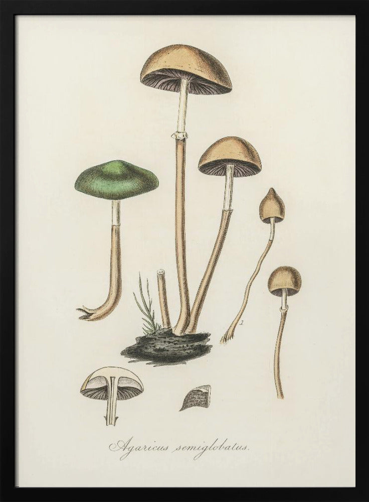 Agaricus Semiglobatus Poster