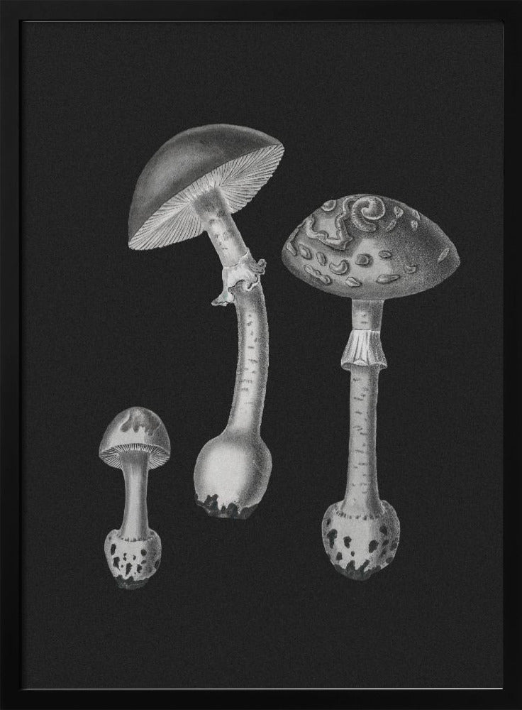 Amanita Muscaria  Black Backgound BW Poster