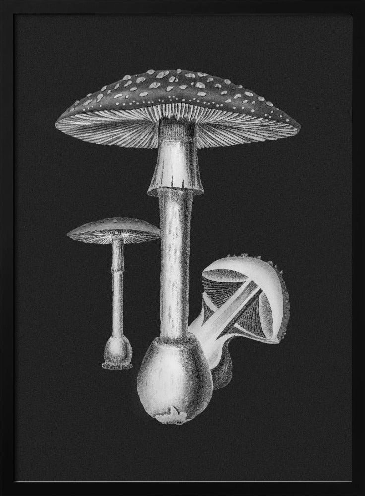 Amanita Muscaria Dark Background BW Poster