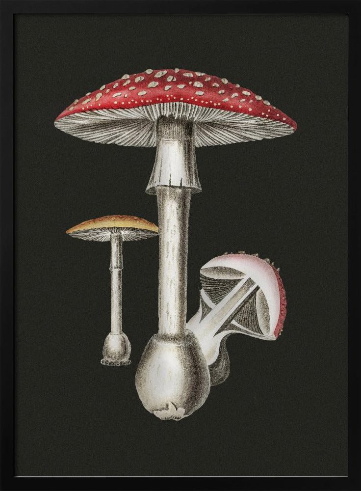 Amanita Muscaria Dark Background Poster